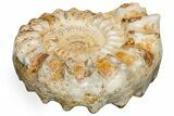 Huge Jurassic Ammonite (Kranosphinctes?) Fossil - Madagascar #175802-2